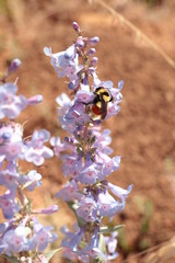 bumblebee on a flower