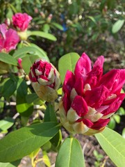 pink rhododendron in garden