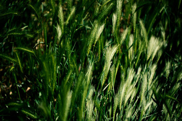 Close up photo of green wheat field and sunny day.