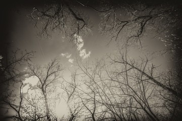 tree branches in perspective against a blue sky, monochrome blurred image