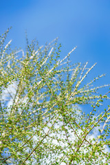 tree branches with green leaf against the blue sky blurred image
