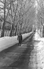 Winter Tree Lined Road Scene Black & White