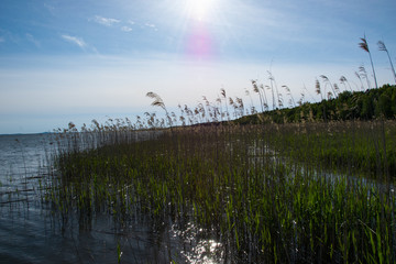 Roślinność jeziora Łebsko porastająca brzegi
