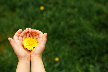 Children's hands hold a yellow dandelion flower against a background of green grass. Hello summer, green background with space for text. Concept of childhood, health, eco-friendly lifestyle