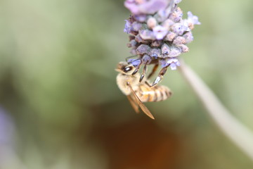 abeja