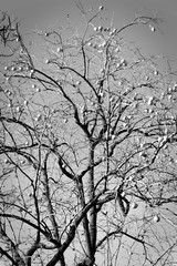Obraz premium Tall tree with fruit on branches, black and white view.