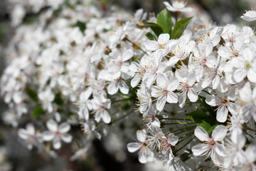 Fototapeta premium Close-up, lots of blooming white cherry flowers.