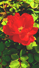 Red Flower