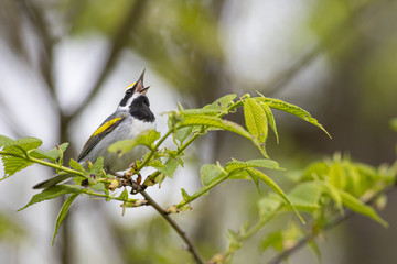 Golden-winged warbler - Vermivora chrysoptera