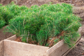 Young pine seedlings lie in a wooden box. Green seedlings of trees are prepared for planting. The concept of reforestation after deforestation.