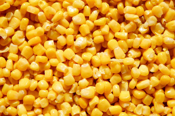 Yellow pattern from the grain of corn. Background with space for text in the product and food concept
