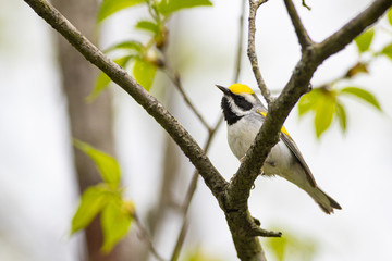 Golden-winged warbler - Vermivora chrysoptera