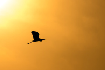 Fototapeta na wymiar Silhouette of an egret flying against the sunset sky