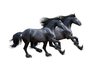 Two black friesian horses gallop isolated on white