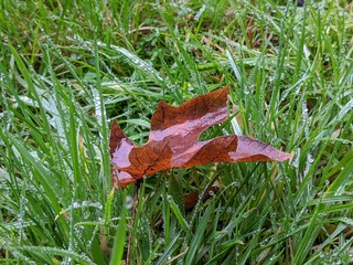 wet leaf in the center of dew drop covered blades of grass on a rainy day