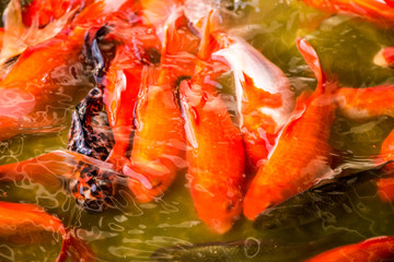 Chinese Koi Fish swimming in the pond in Beijing, China