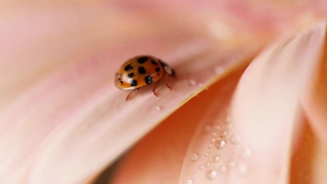 Ladybug close-up on a beige gerbera flower in drops of water