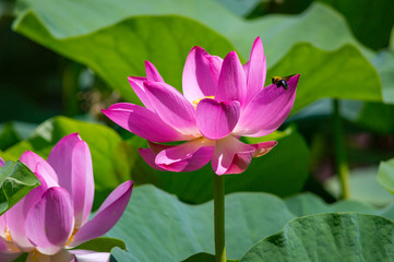 Close-up of beautiful pink waterlily lotus flower