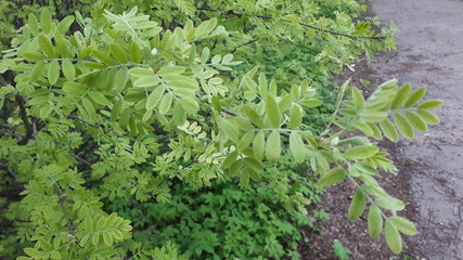 Green leaves of acacia in a spring blooming. Beautiful spring.