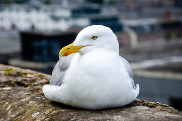 seagull