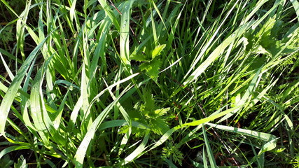 Green lawn in the sun, grass and rays, summer