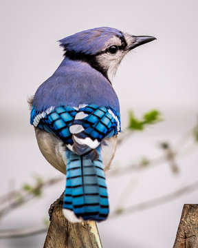 13 754 Best Blue Jay Feather Images Stock Photos Vectors Adobe Stock 13 754 Best Blue Jay Feather Images Stock Photos Vectors Adobe Stock