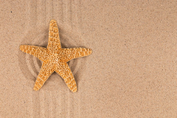 Starfish lying in the center of a circle of sand.