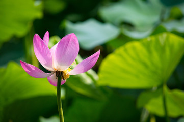 Obraz premium Close-up of beautiful pink waterlily lotus flower