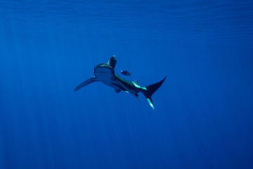 Whitetip shark