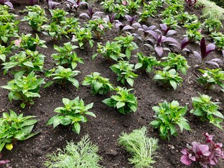 spring plants in the garden