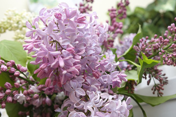 lilac flowers macro