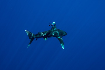 Whitetip shark