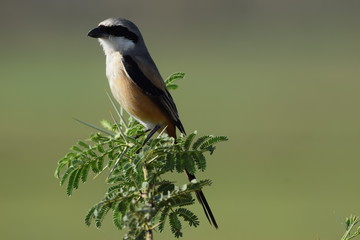 Shrike Bird
