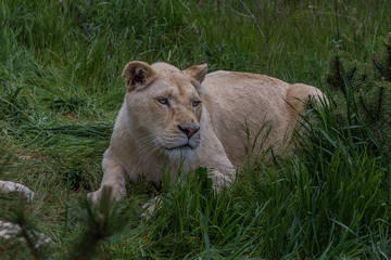 Lioness lies on the grass and looks forward. The Panthera leo is a species in the family Felidae; it is a deep-chested cat with a short, rounded head and a hairy tuft at the end of its tail.