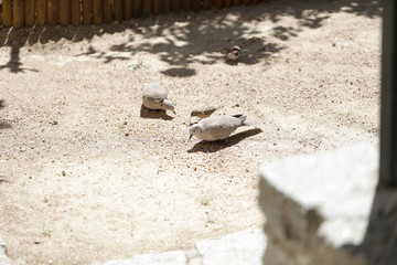 Palomas y gorriones comiendo alpiste y maíz en el suelo de un parque de tierra en un día soleado