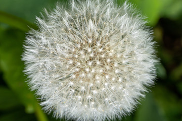 Fluffy flower head of dandelion on green background