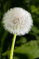 Fluffy flower head of dandelion on green background