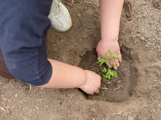 young woman with puffy hands is planting corn seedlings from jars. bald female separates roots of plants and plants them in ground with garden tools