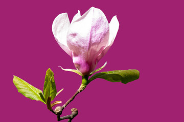Magnolia flower on branch isolated on dark pink