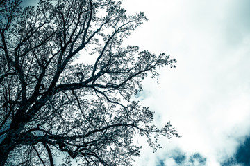 Silhouette of a tree without leaves against the background of the evening sky
