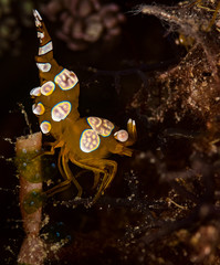 Thor amboinensis squat shrimp on the Small Lalaguna dive site, Puerto Galera, Philippines