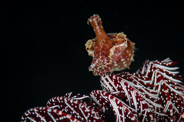 Broadclub cuttlefish: (Sepia latimanus) on the Wreck Point dive site, Puerto Galera, Philippines