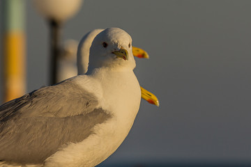 The Caspian gull (Larus cachinnans) is a large gull and a member of the herring and lesser black-backed gull complex. The Caspian gull breeds around the Black and Caspian Seas.