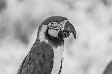 Portrait of a blue-and-yellow macaw (Ara ararauna) sitting on a branch and looking at the side. It inhabits forest, woodland and savannah of tropical South America.
