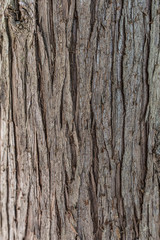 tree bark texture