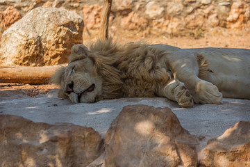 Naklejka na ściany i meble The big lion lies in the sand and sleeps. The Panthera leo is a species in the family Felidae; it is a deep-chested cat with a short, rounded head and a hairy tuft at the end of its tail.