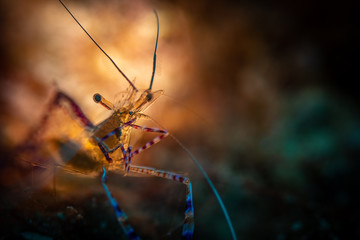 Pedersen Cleaner Shrimp (Periclimenes pedersoni,) on the Bari Reef dive site, Bonaire, Netherlands Antilles