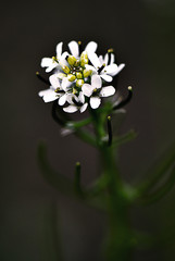 white flowers on black background
