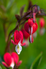 bleeding heart