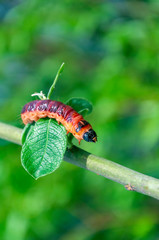 Selective focus of Cossus cossus caterpillar walking on branch, Goat moth